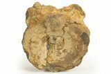 Fossil Ichthyosaur (Brachypterygius) Vertebra - England #316883-1